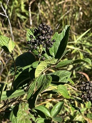 Ceanothus americanus