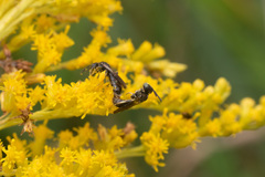 Protandrena andrenoides