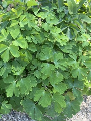 Aquilegia canadensis