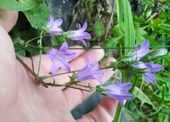 Campanula sibirica