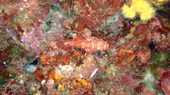 Scorpaena maderensis