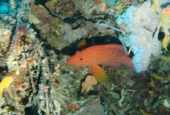 Cephalopholis miniata