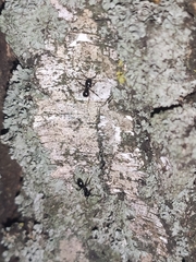 Lasius fuliginosus