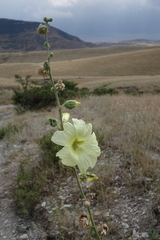 Alcea rugosa