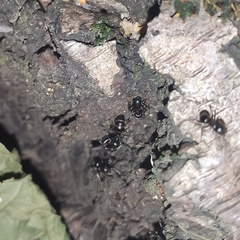 Lasius fuliginosus