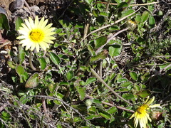 Haplocarpha lyrata