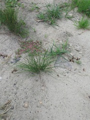 Juncus compressus