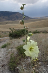 Alcea rugosa