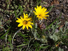 Gazania