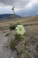 Alcea rugosa