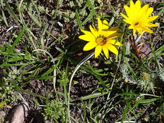 Gazania