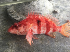 Hypoplectrodes nigroruber