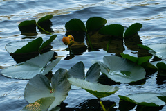 Nuphar polysepala