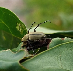 Macrodactylus nigripes