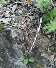 Dracocephalum nutans