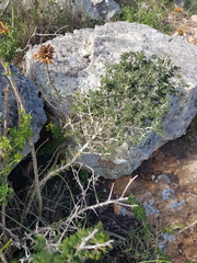 Asparagus mariae