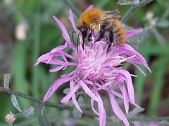 Bombus pascuorum