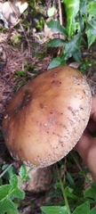 Validae