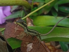 Basiliscus vittatus