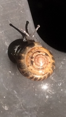 Daedalochila