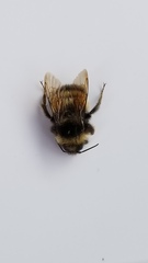Bombus terricola