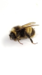 Bombus terricola