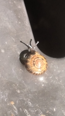 Daedalochila