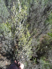 Dicerothamnus rhinocerotis