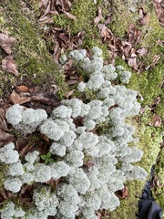 Cladonia stellaris