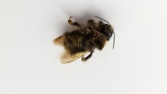Bombus terricola