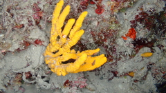 Axinella verrucosa