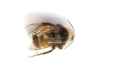 Bombus terricola