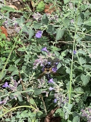 Megachile sculpturalis