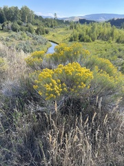 Chrysothamnus viscidiflorus