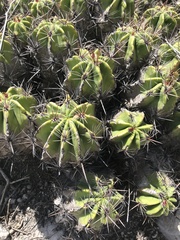 Ferocactus robustus