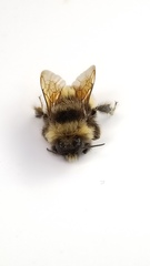 Bombus terricola