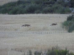 Vulpes vulpes silacea