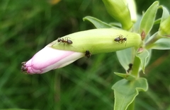 Lasius