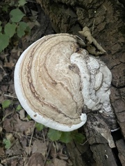 Fomes fomentarius