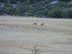 Vulpes vulpes silacea