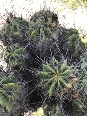 Ferocactus robustus