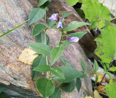 Vicia unijuga