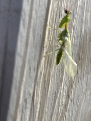 Zeugomantispa minuta