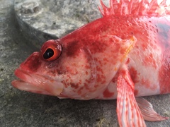 Hypoplectrodes nigroruber