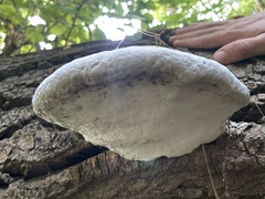 Fomes fomentarius