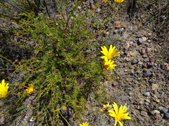 Ursinia paleacea
