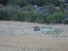 Vulpes vulpes silacea
