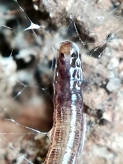 Keroplatidae
