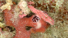 Peltodoris atromaculata