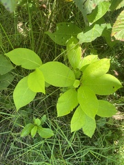 Carya tomentosa